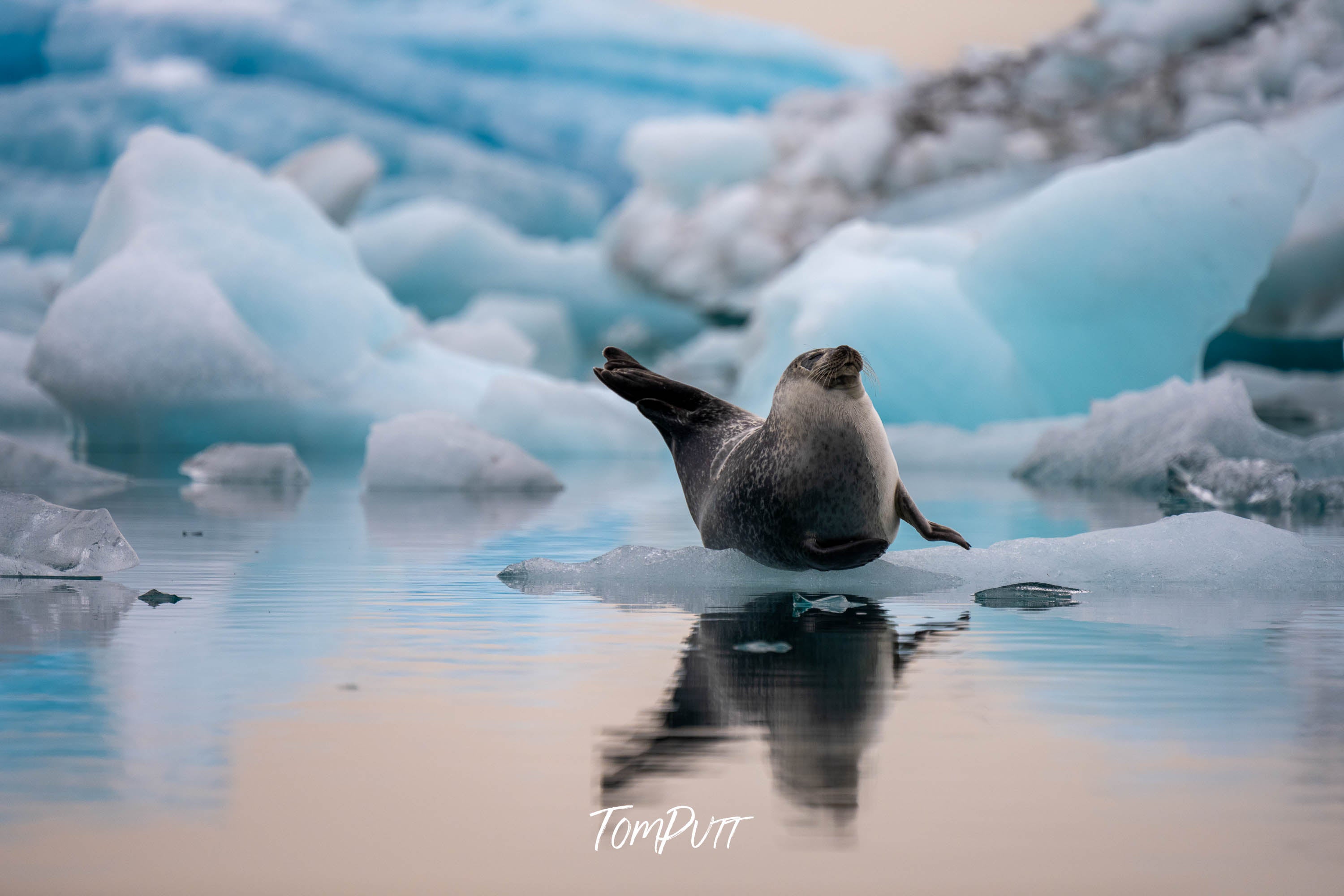 Icebound Seal, Iceland