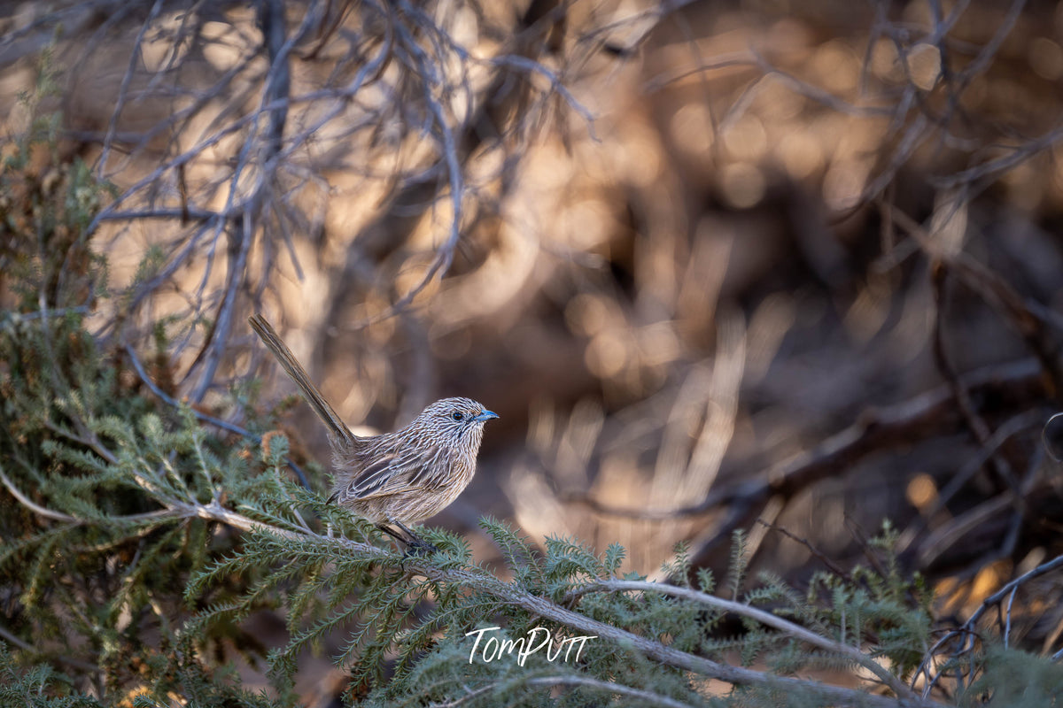 Western Grasswren on the move, Monkey Mia, Western Australia