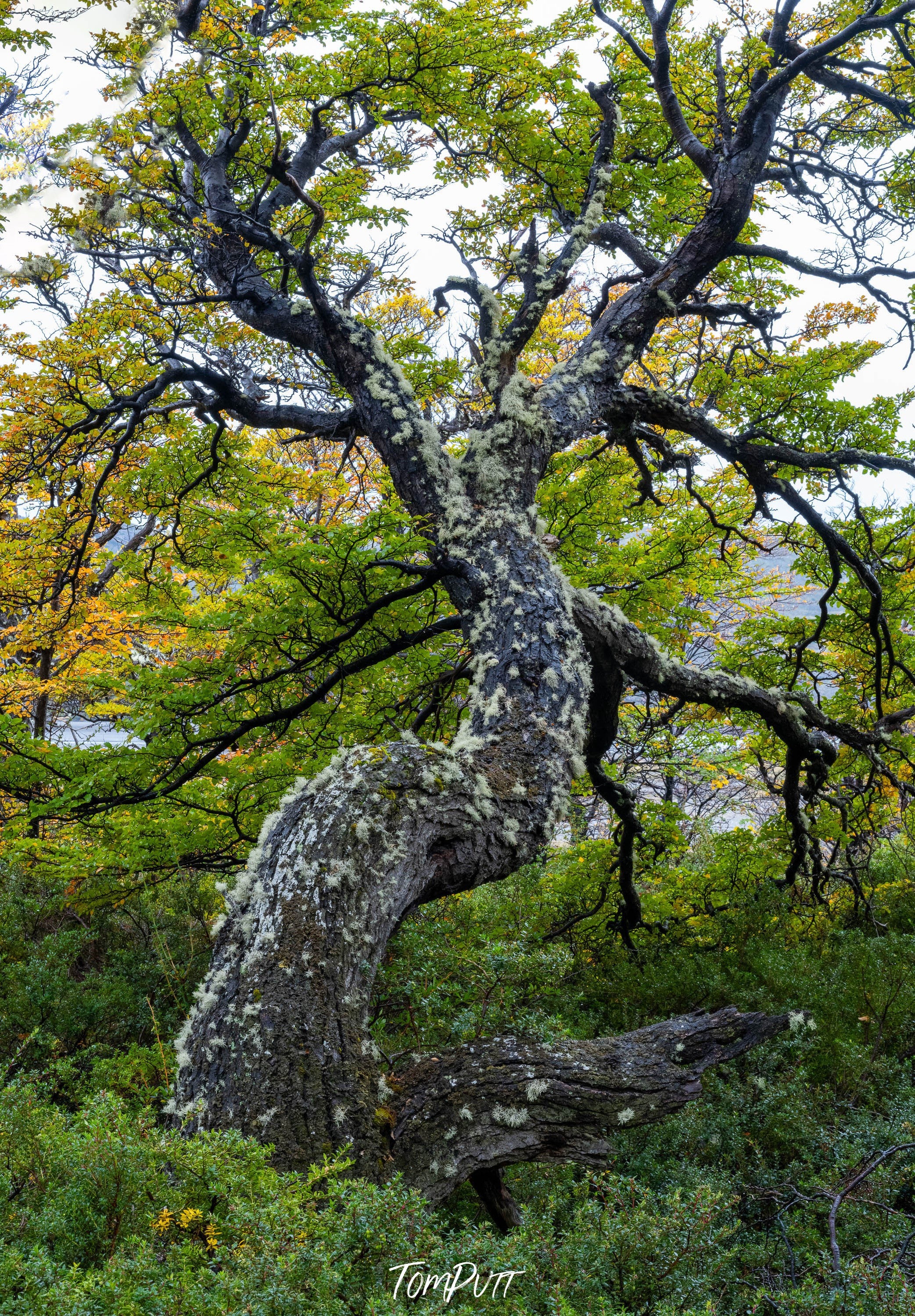 Patagonia Forest