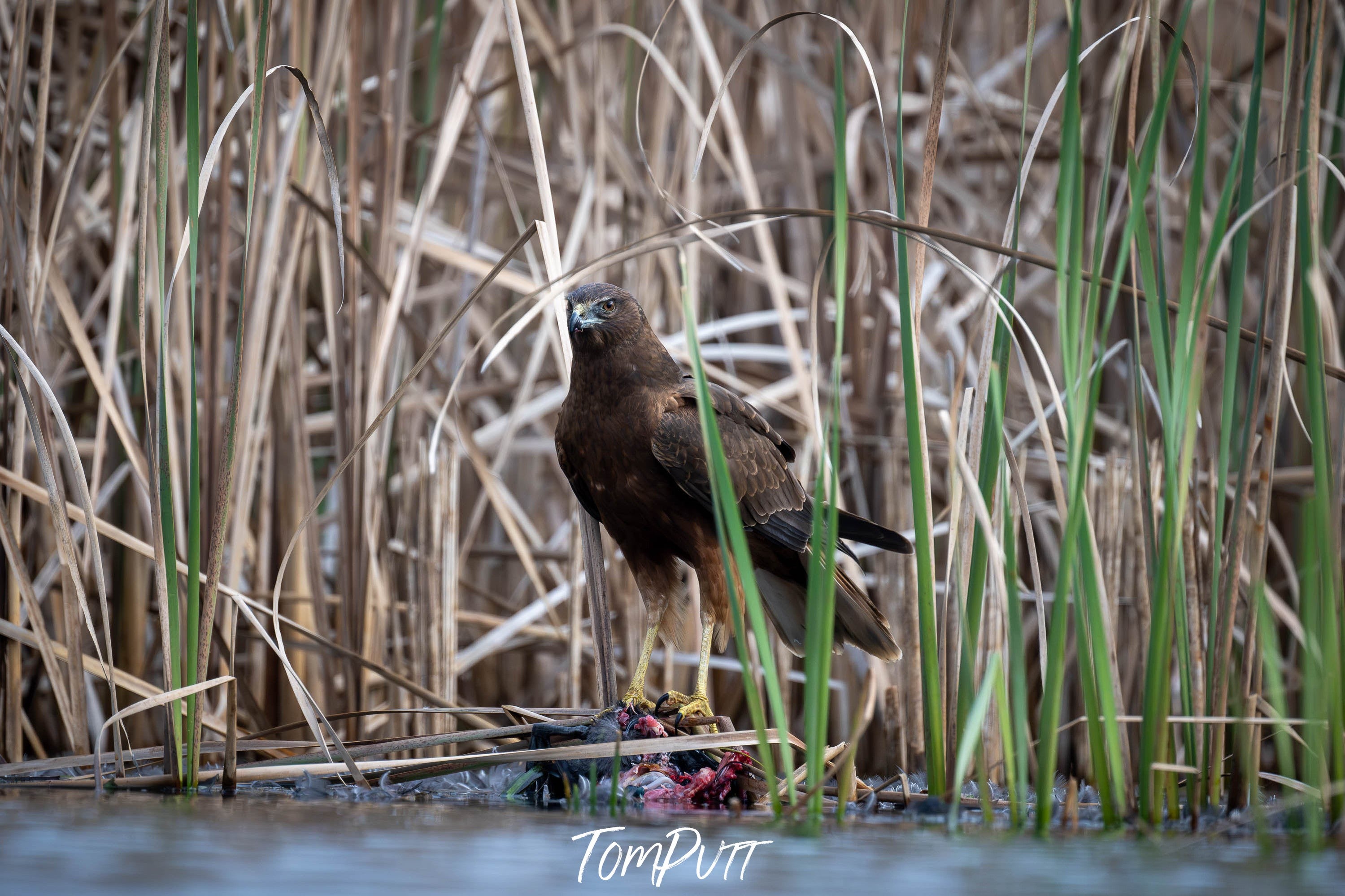 Swamp Harrier