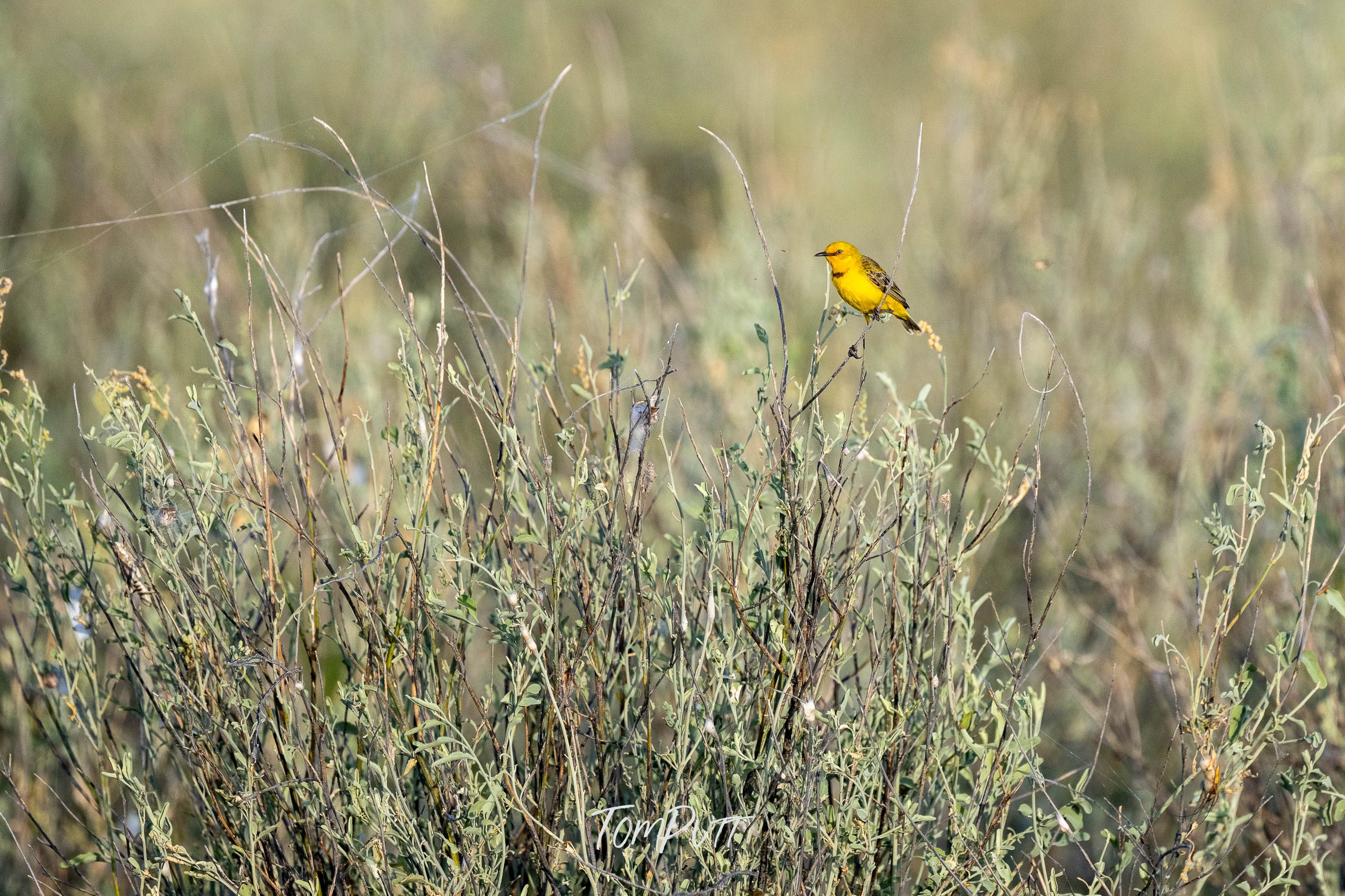 Bright Spark. Yellow Chat