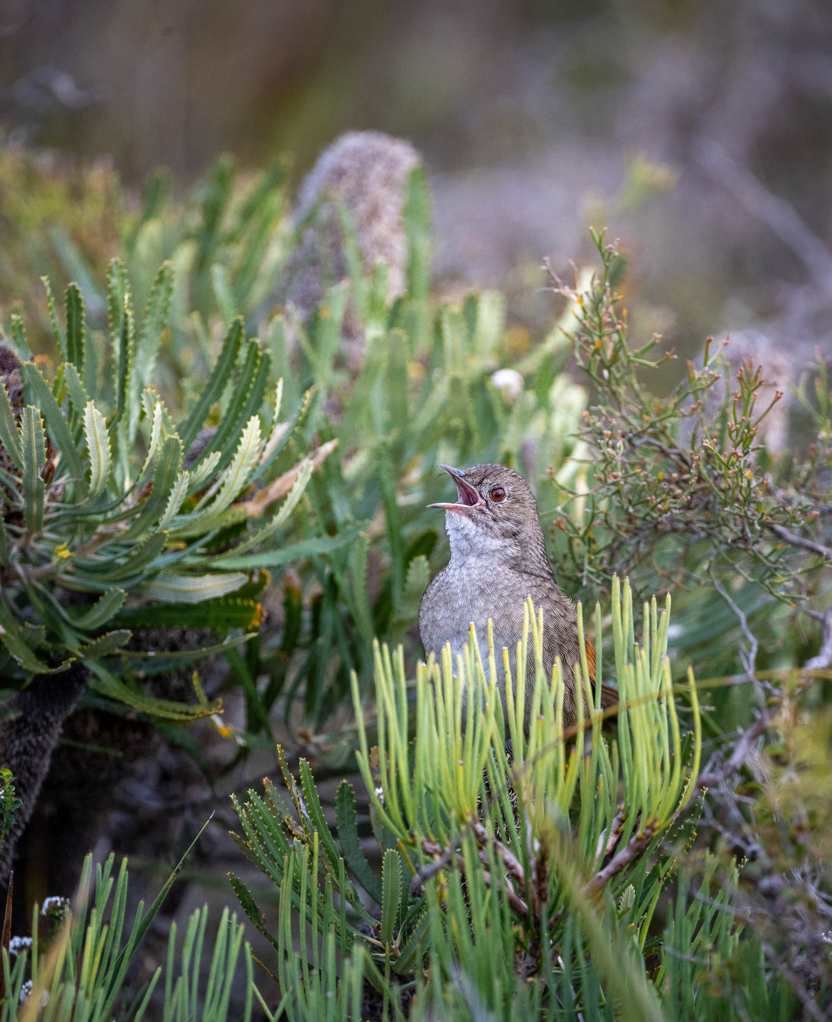 Western Bristlebird calling