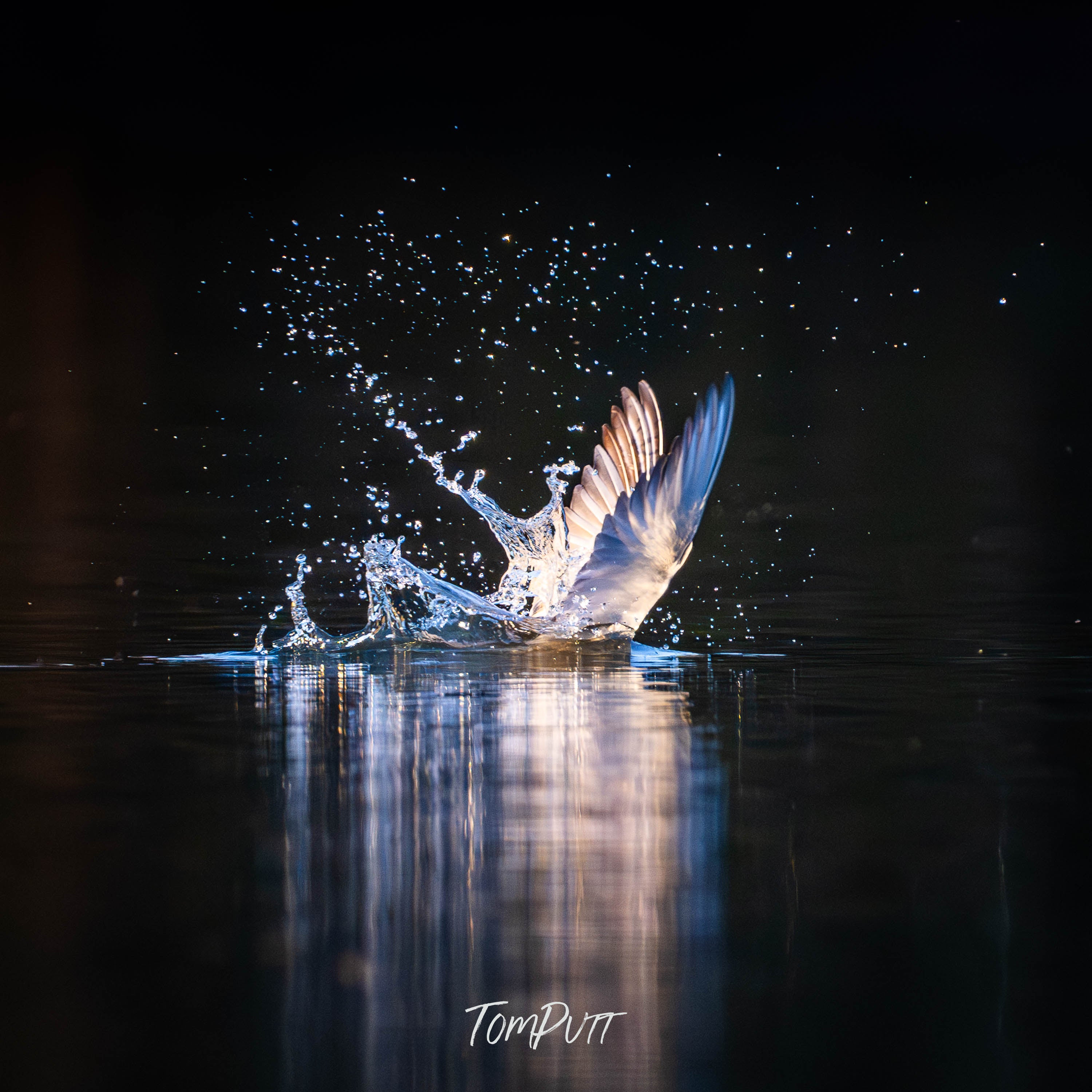 Liquid Lunch. Whiskered Tern