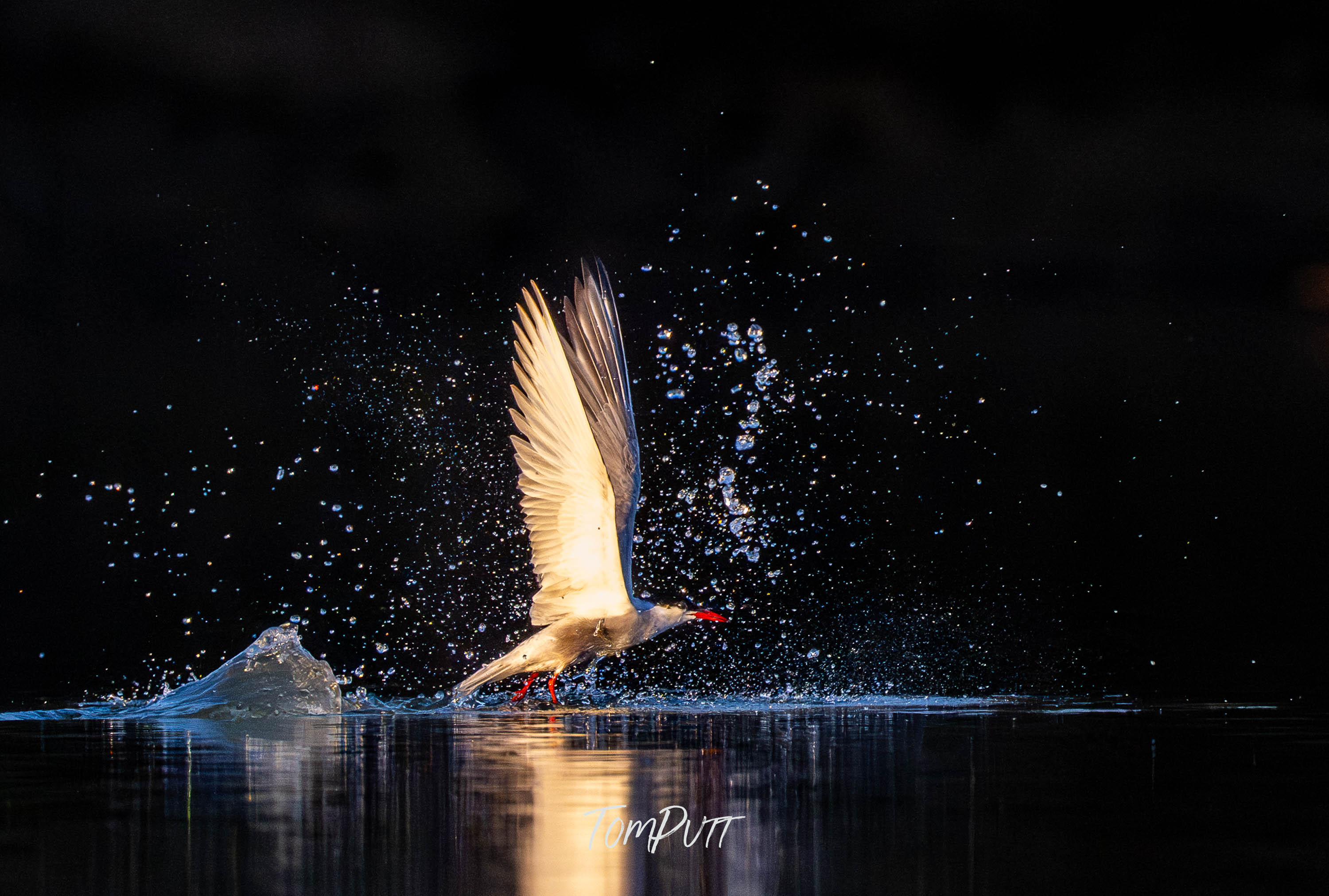 Whiskered Tern Taking Flight