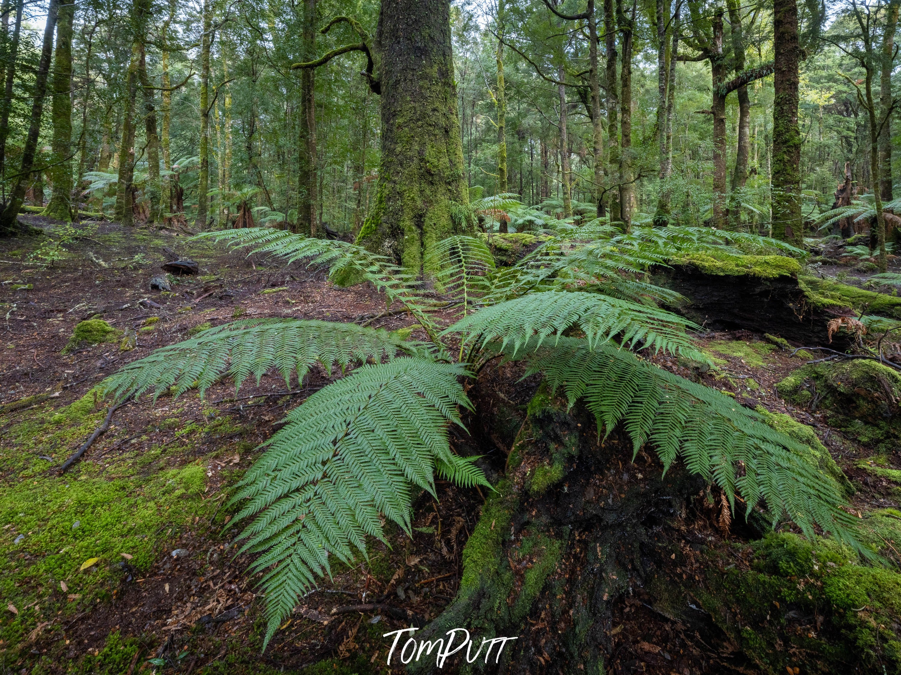 The Tarkine No.12, Tasmania