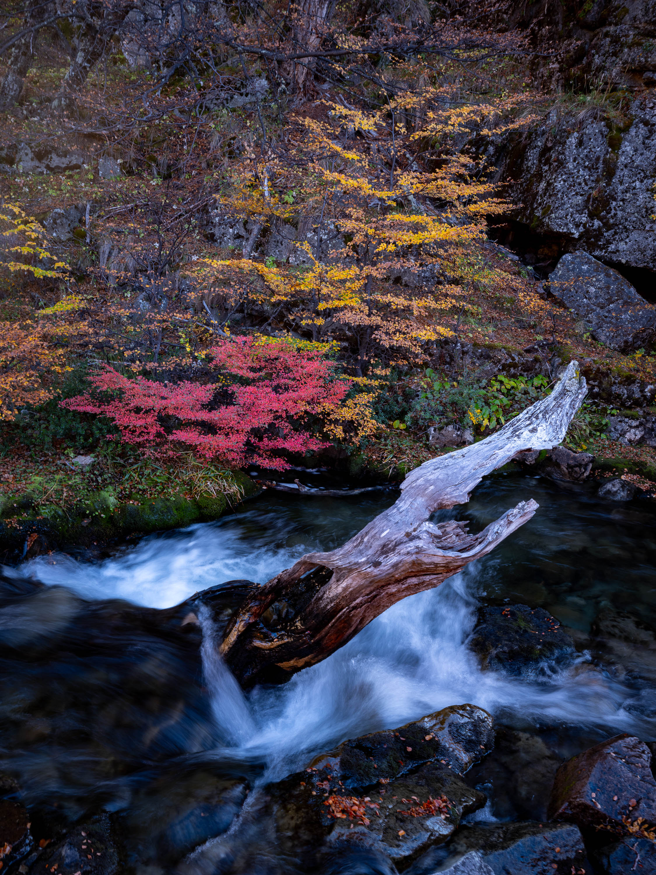Mountain Stream Autumn, Patagonia