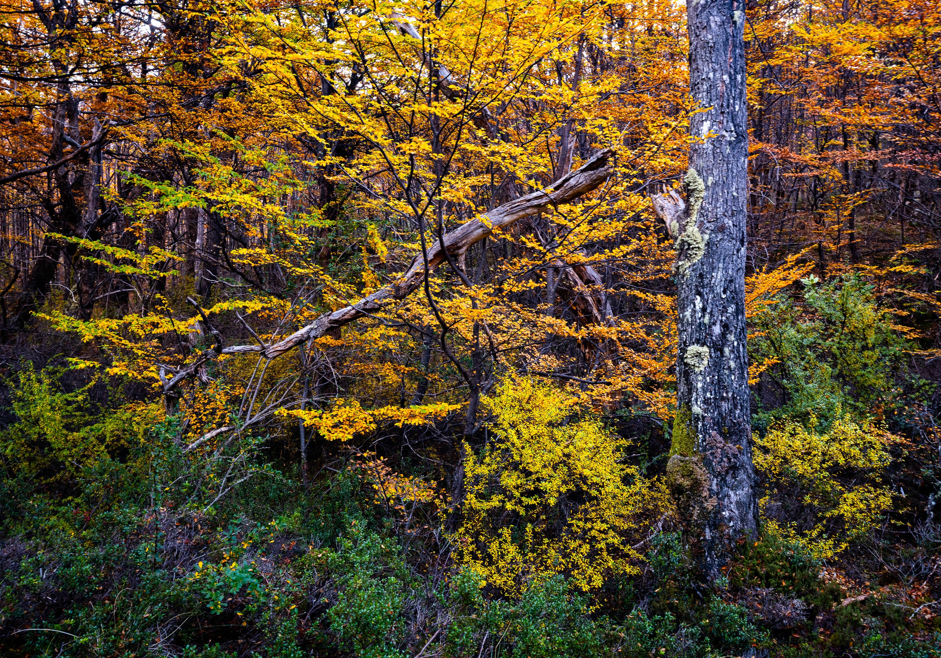 Patagonia autumn forest No.2