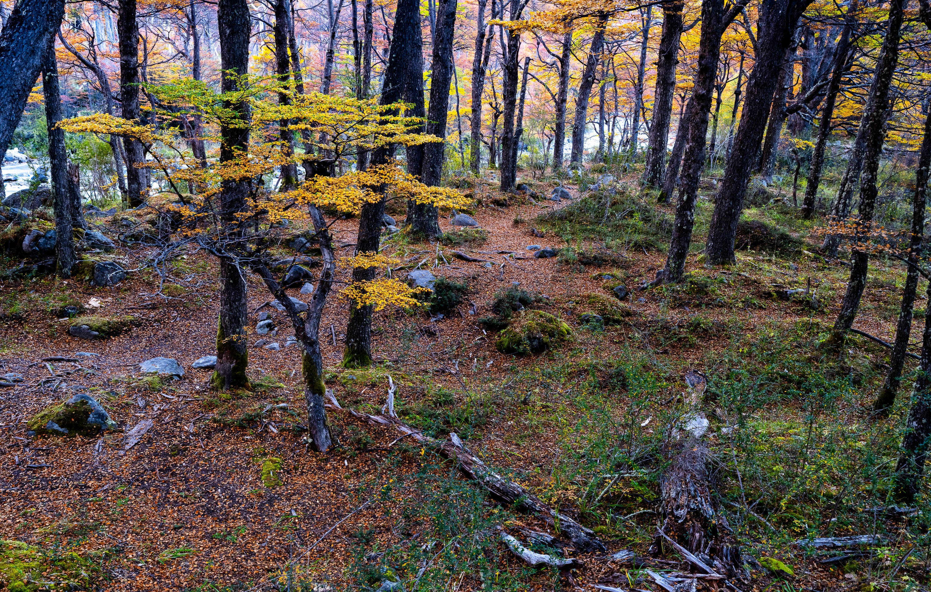Patagonia autumn forest