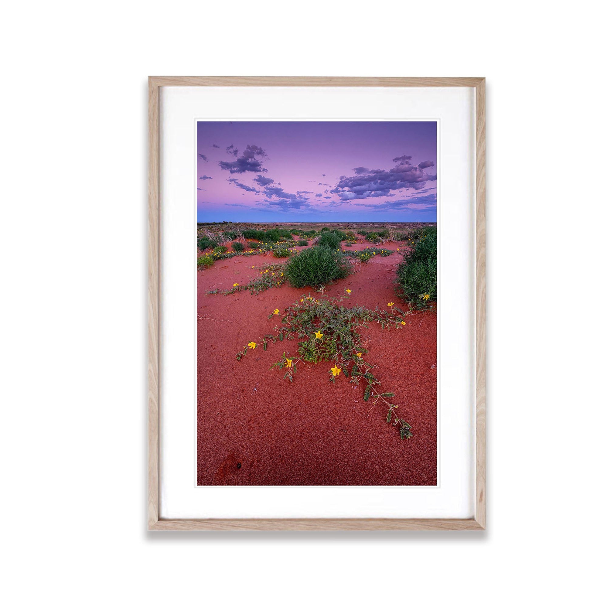 Desert Blooms, William Creek, South Australia