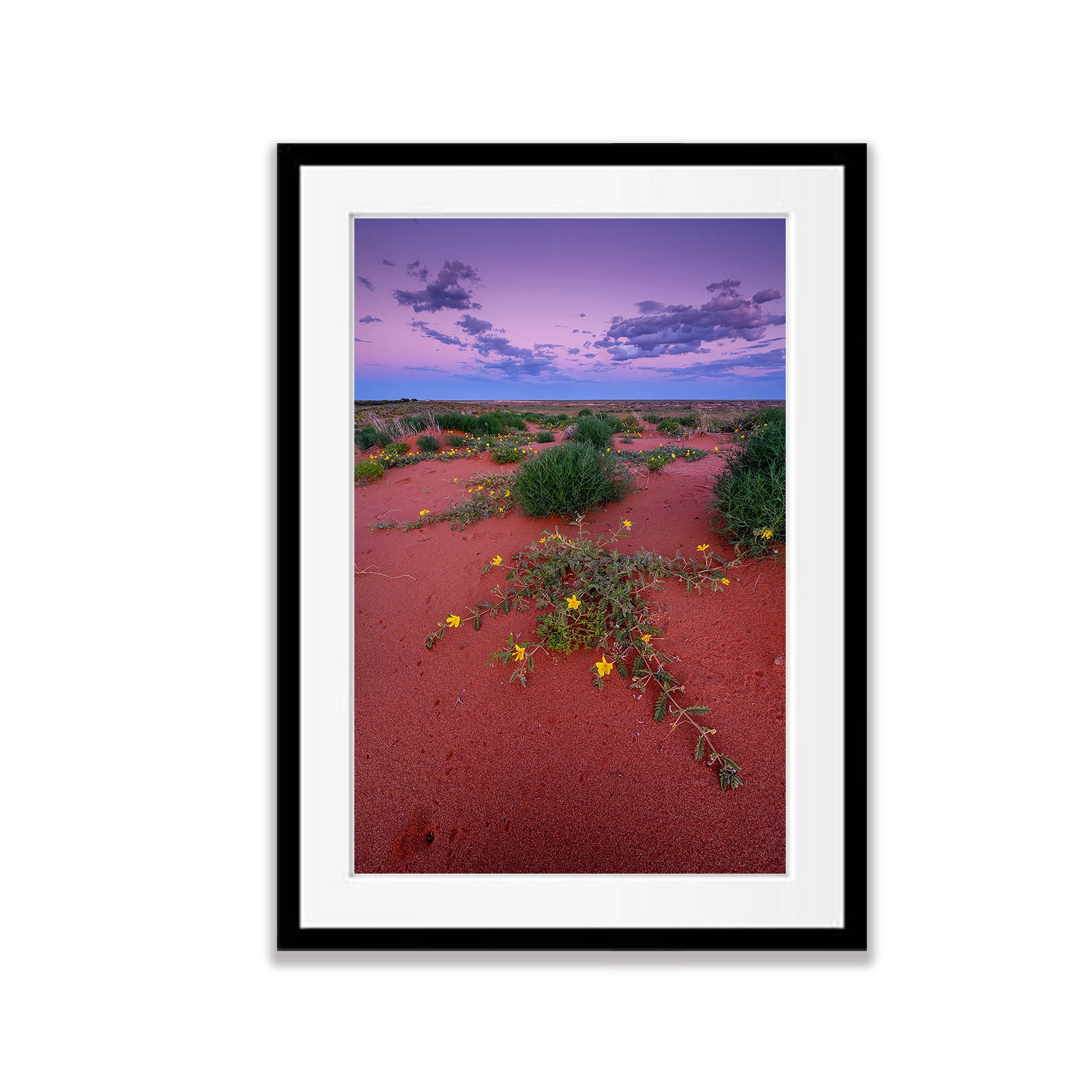 Desert Blooms, William Creek, South Australia