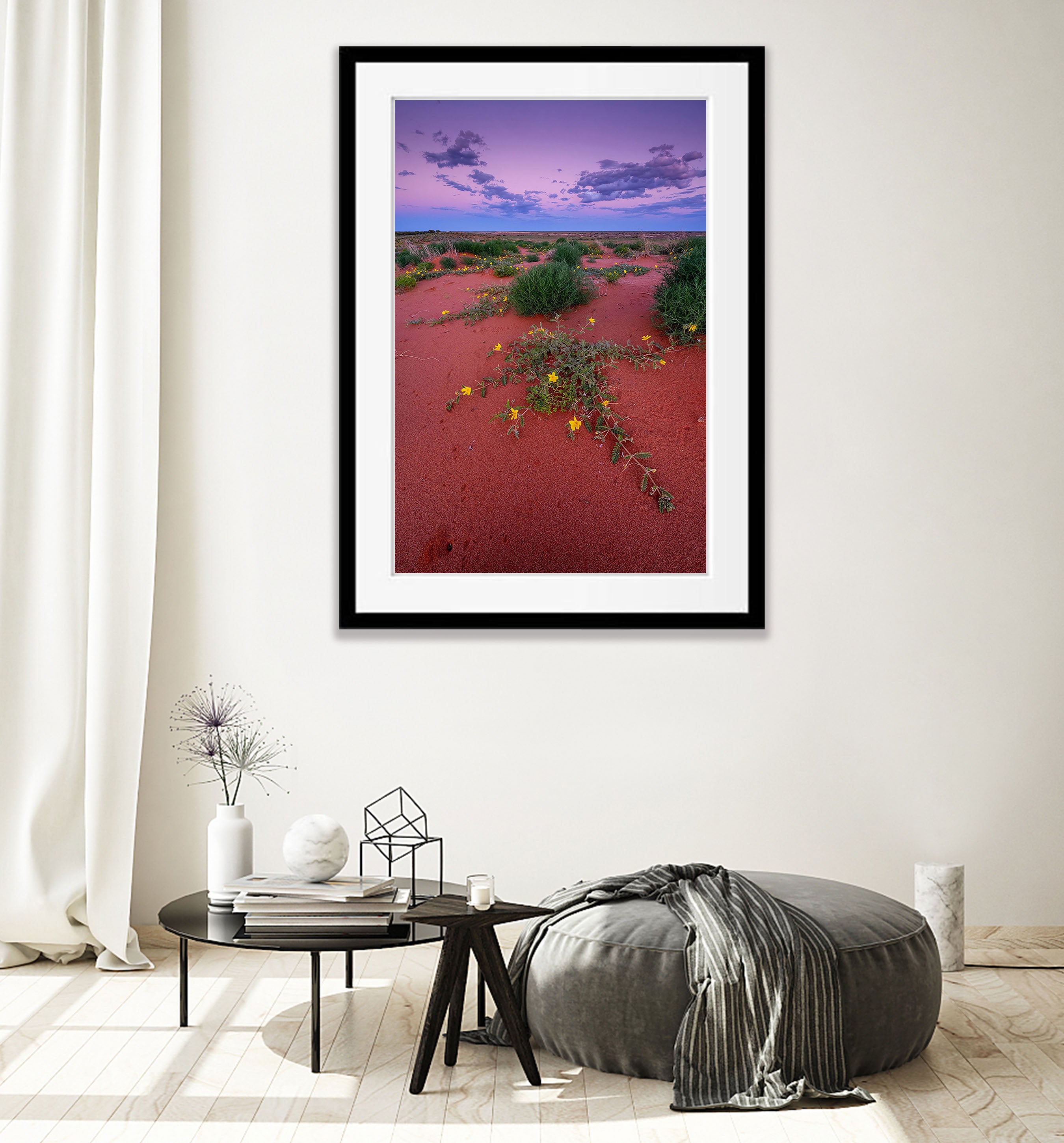 Desert Blooms, William Creek, South Australia