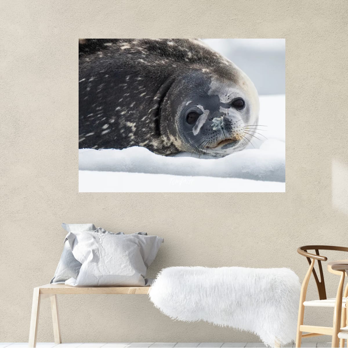Puppy dog eyes, Antarctica