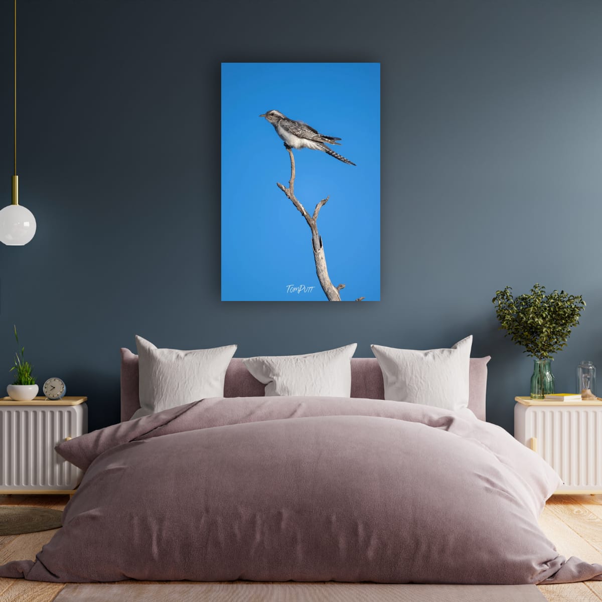 Skyward. Pallid Cuckoo