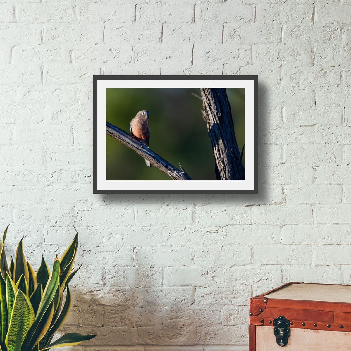 Bourke's Parrot Watching