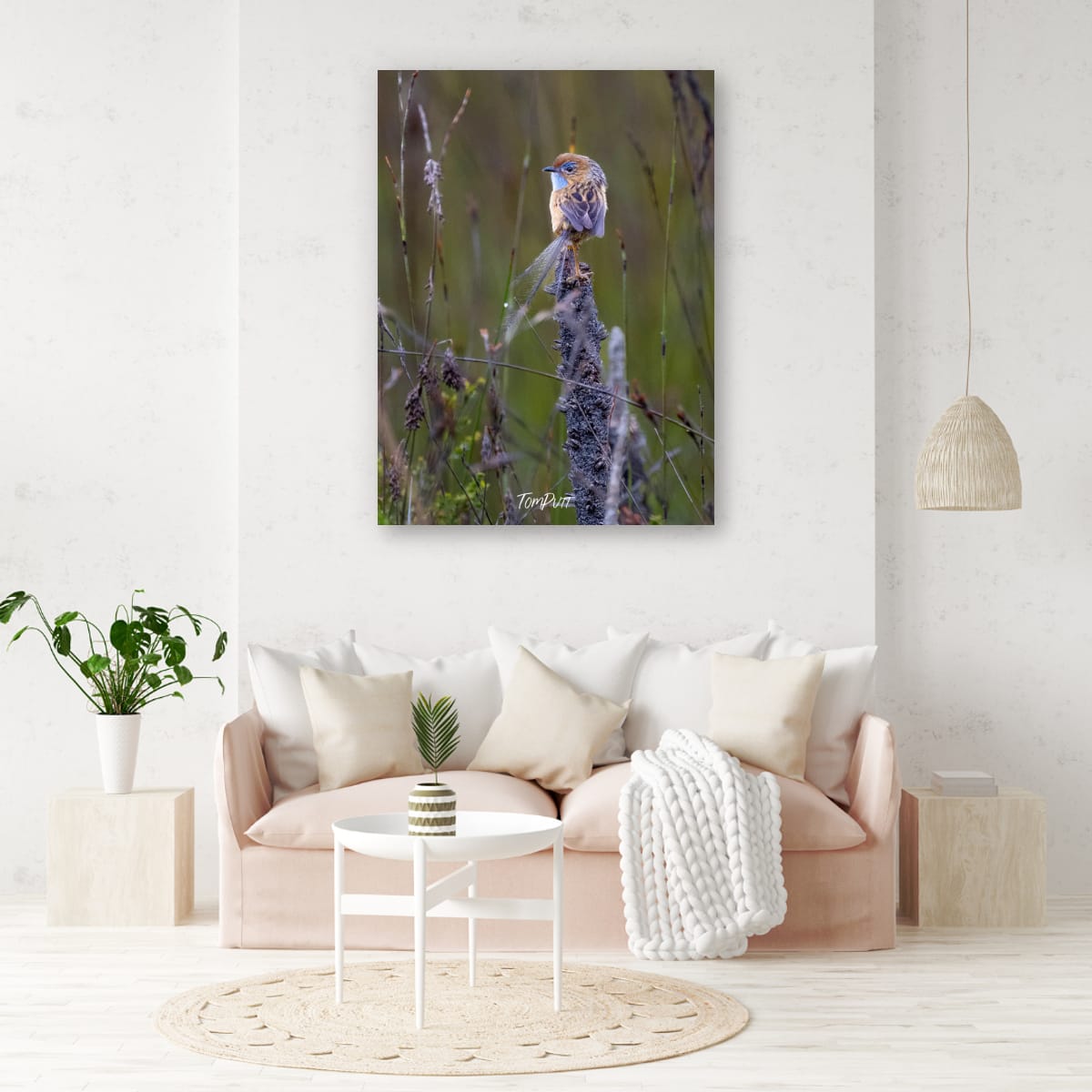 Southern Emu Wren Lookout (male)