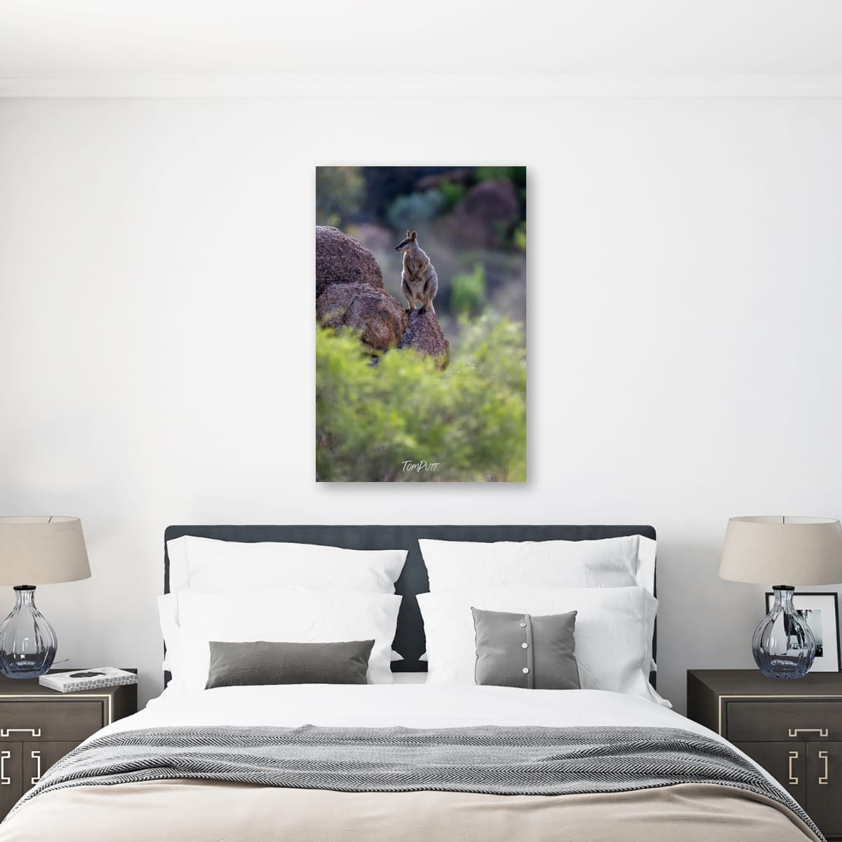 Perched. Purple-Necked Rock Wallaby