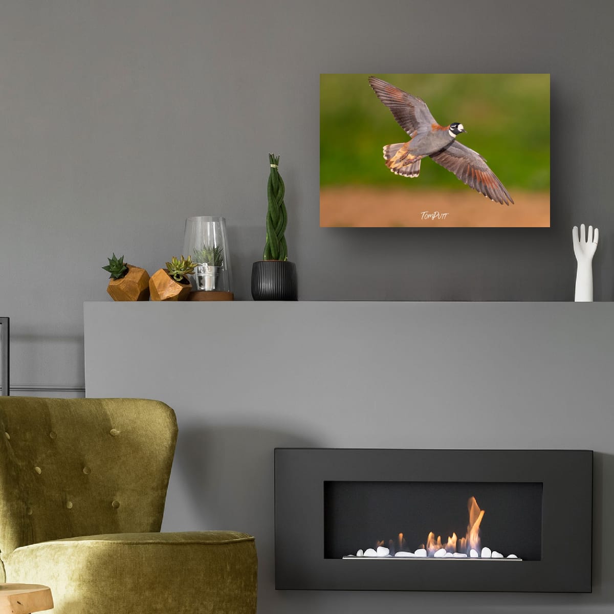 Flock Bronzewing in Flight