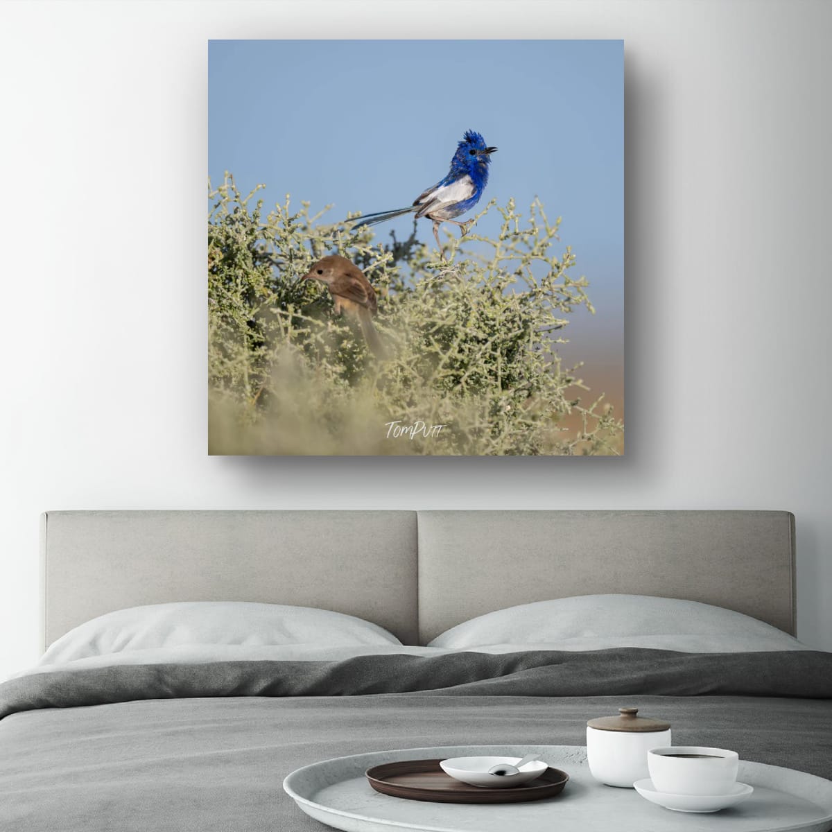 Soloist. White-Winged Fairy Wren