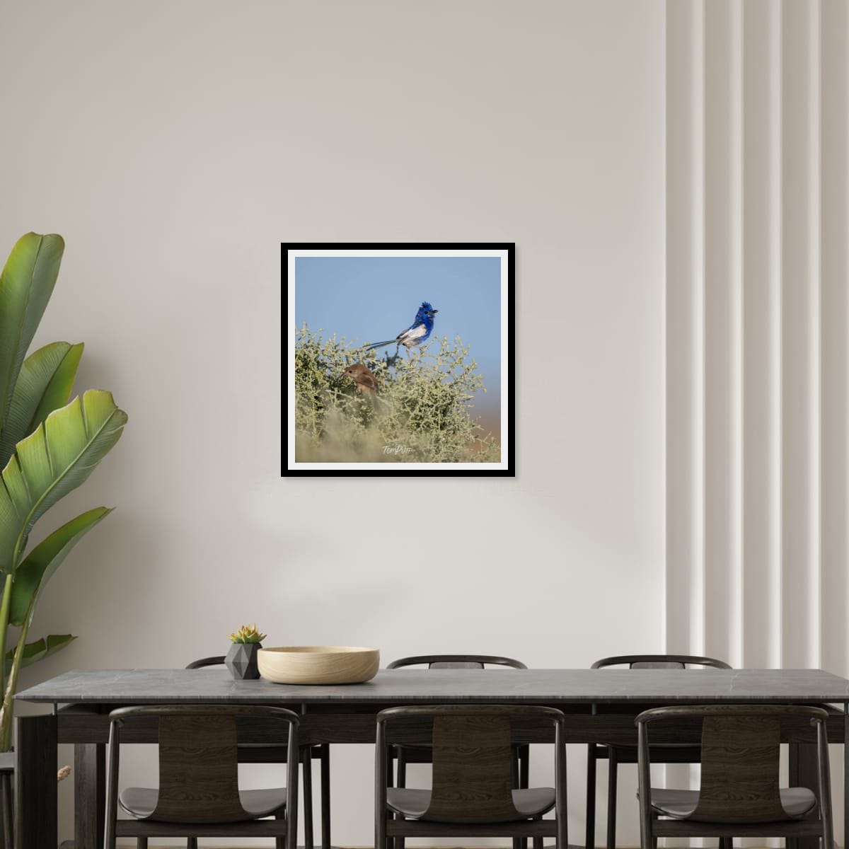 Soloist. White-Winged Fairy Wren
