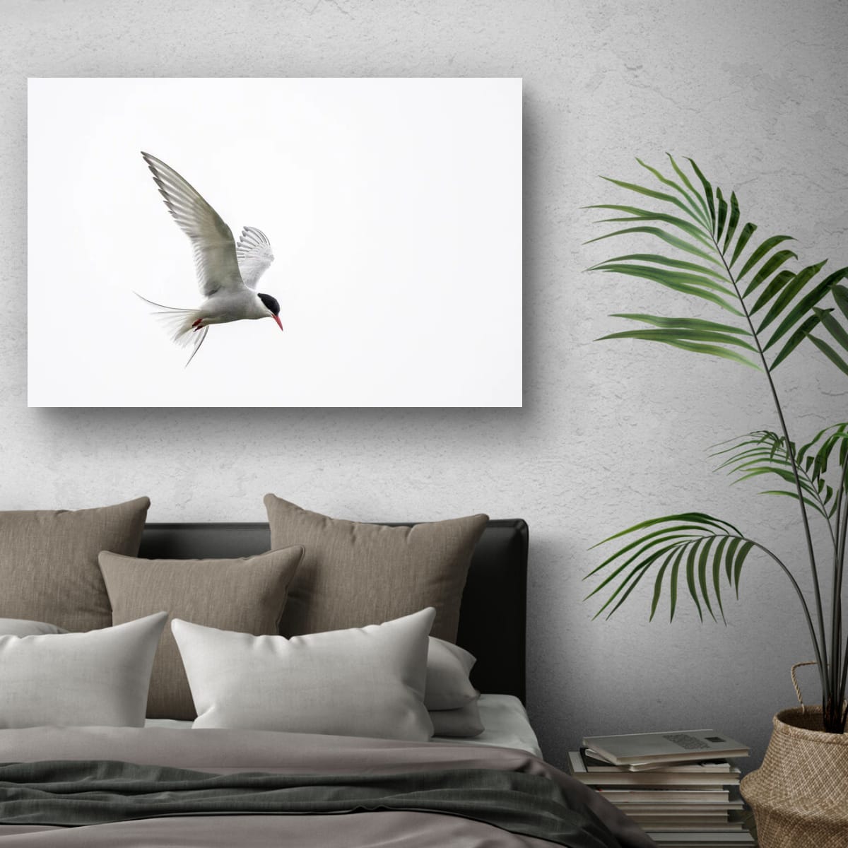 Arctic Tern in Flight