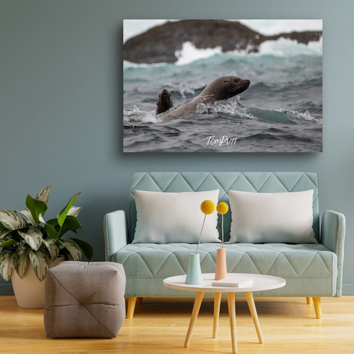 Surfing Sibling Sea Lions