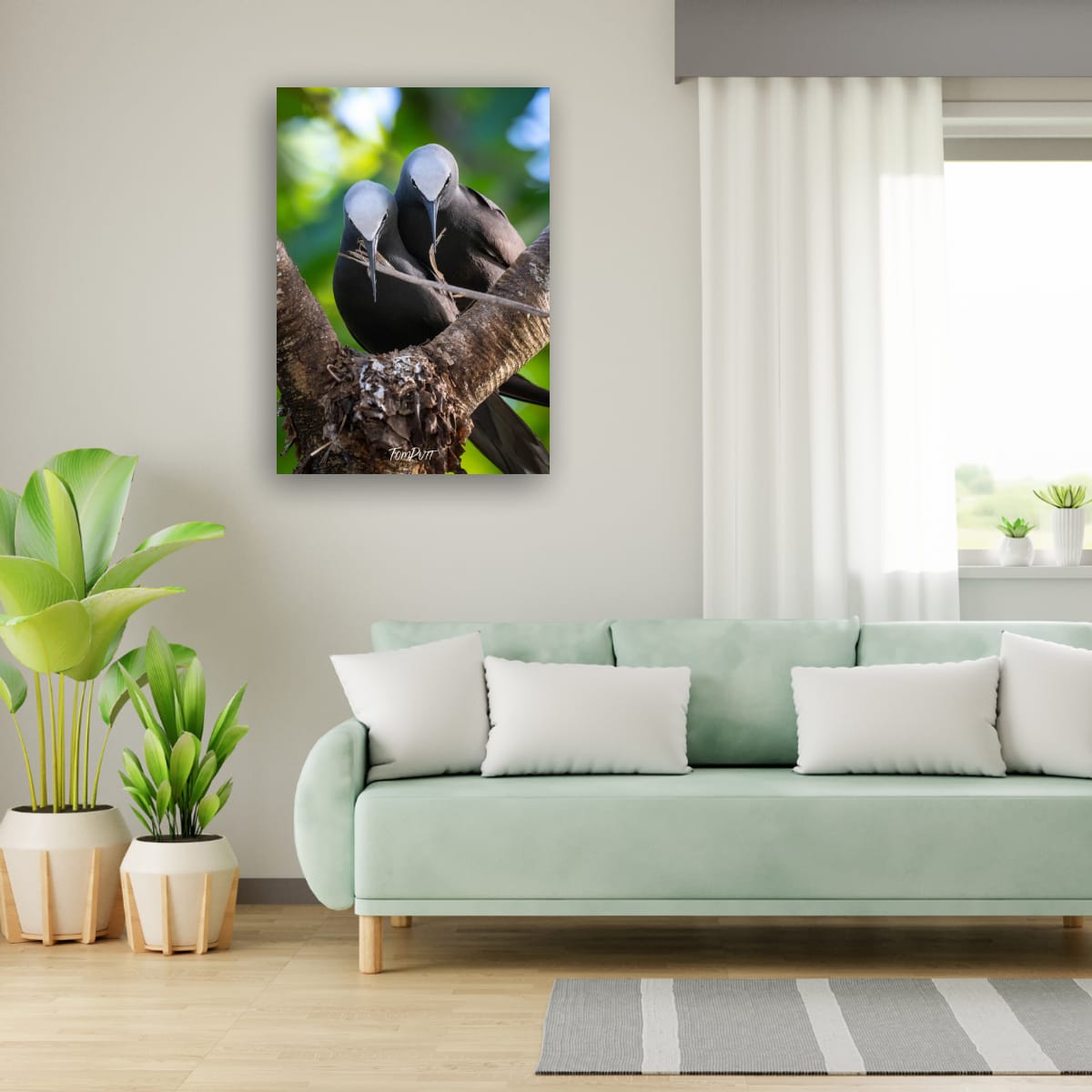 Wilson Island Duo: Two Black Noddies