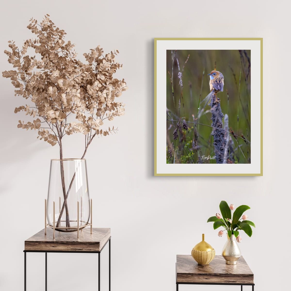 Southern Emu Wren Lookout (male)