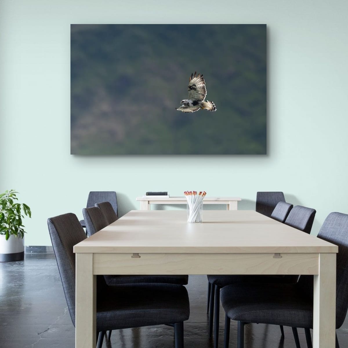 Quiet Approach. Rough-Legged Hawk