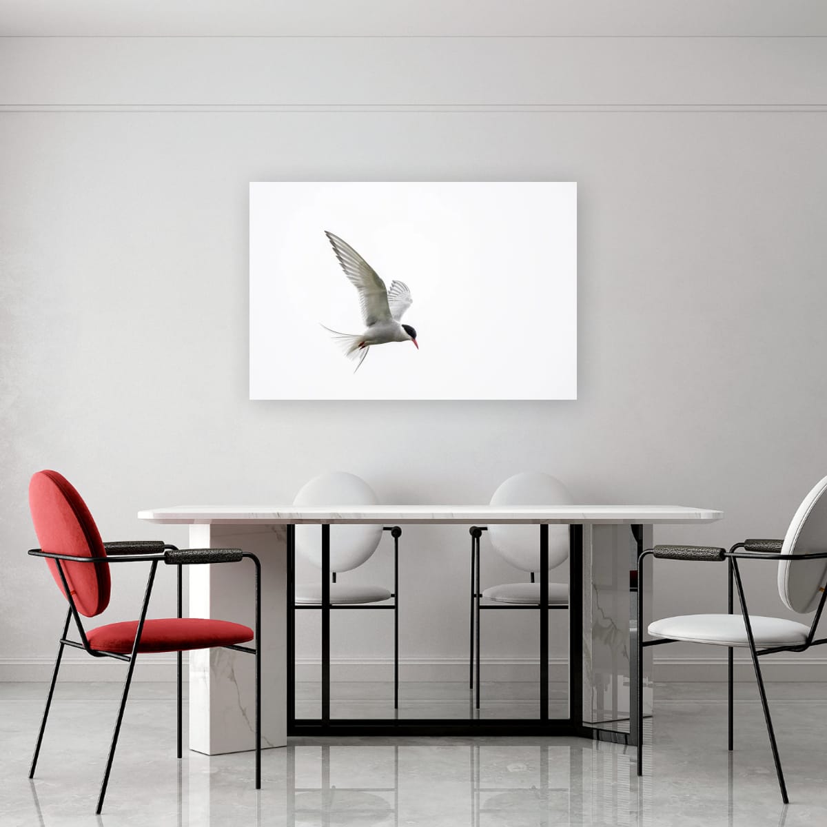 Arctic Tern in Flight