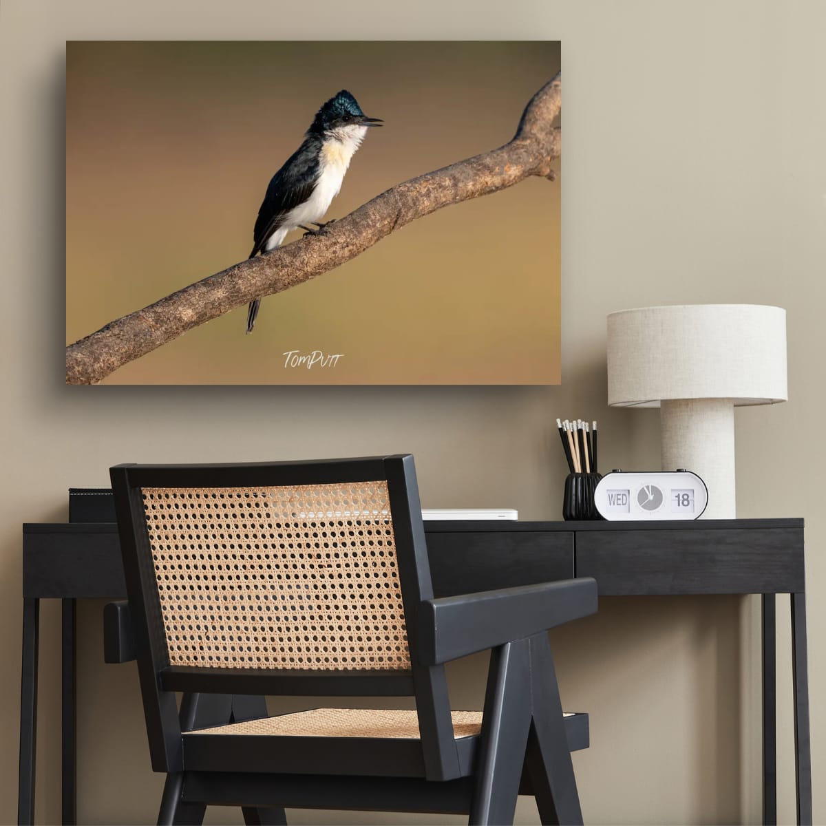 Poised. Paperbark Flycatcher