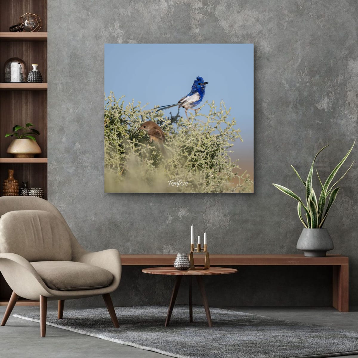 Soloist. White-Winged Fairy Wren