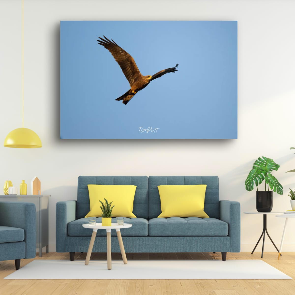 Black Kite Soaring