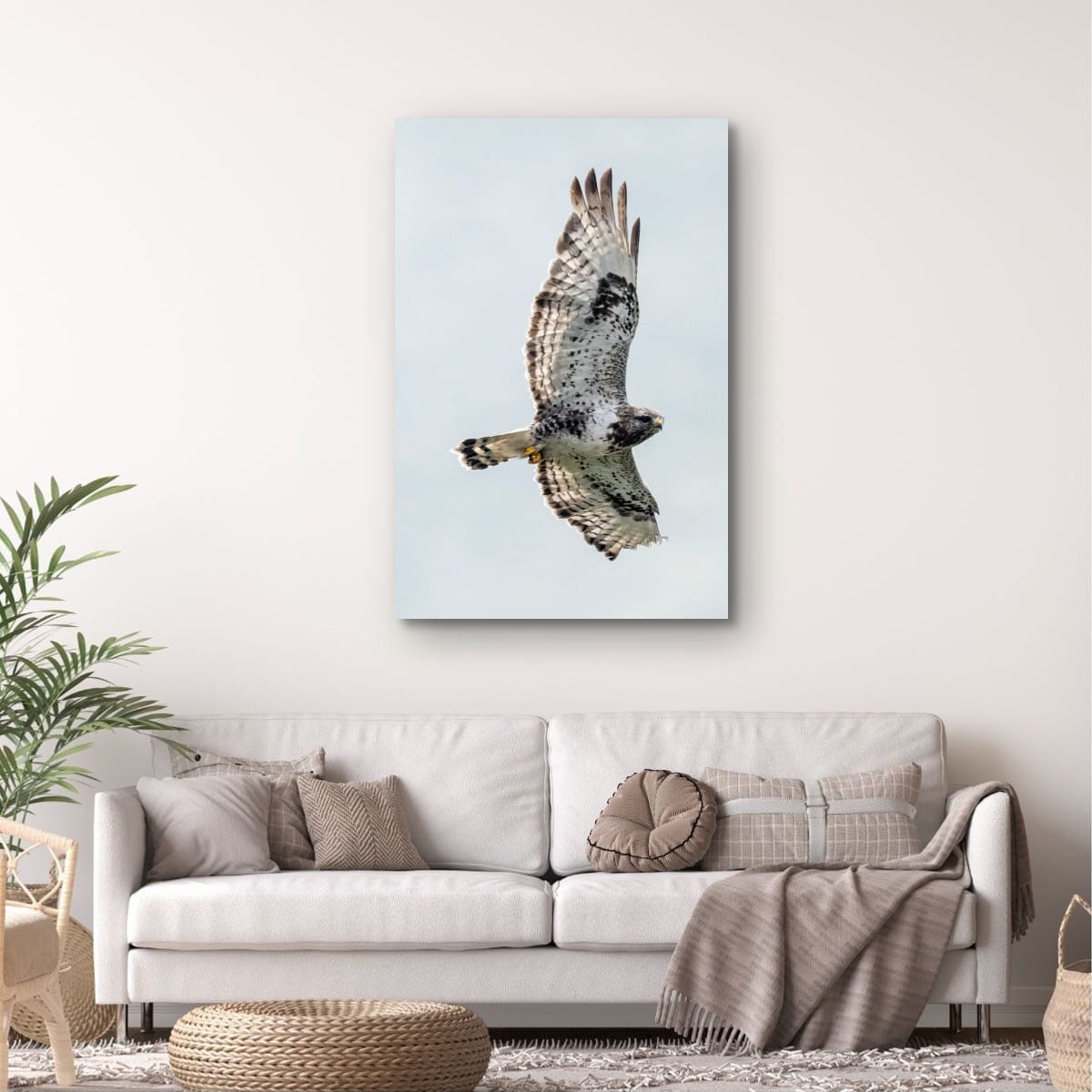 Steady Gaze. Rough-Legged Hawk