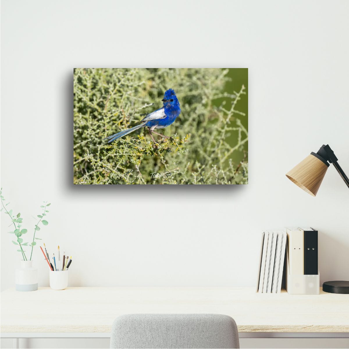 Regal Blue. White-Winged Fairy Wren