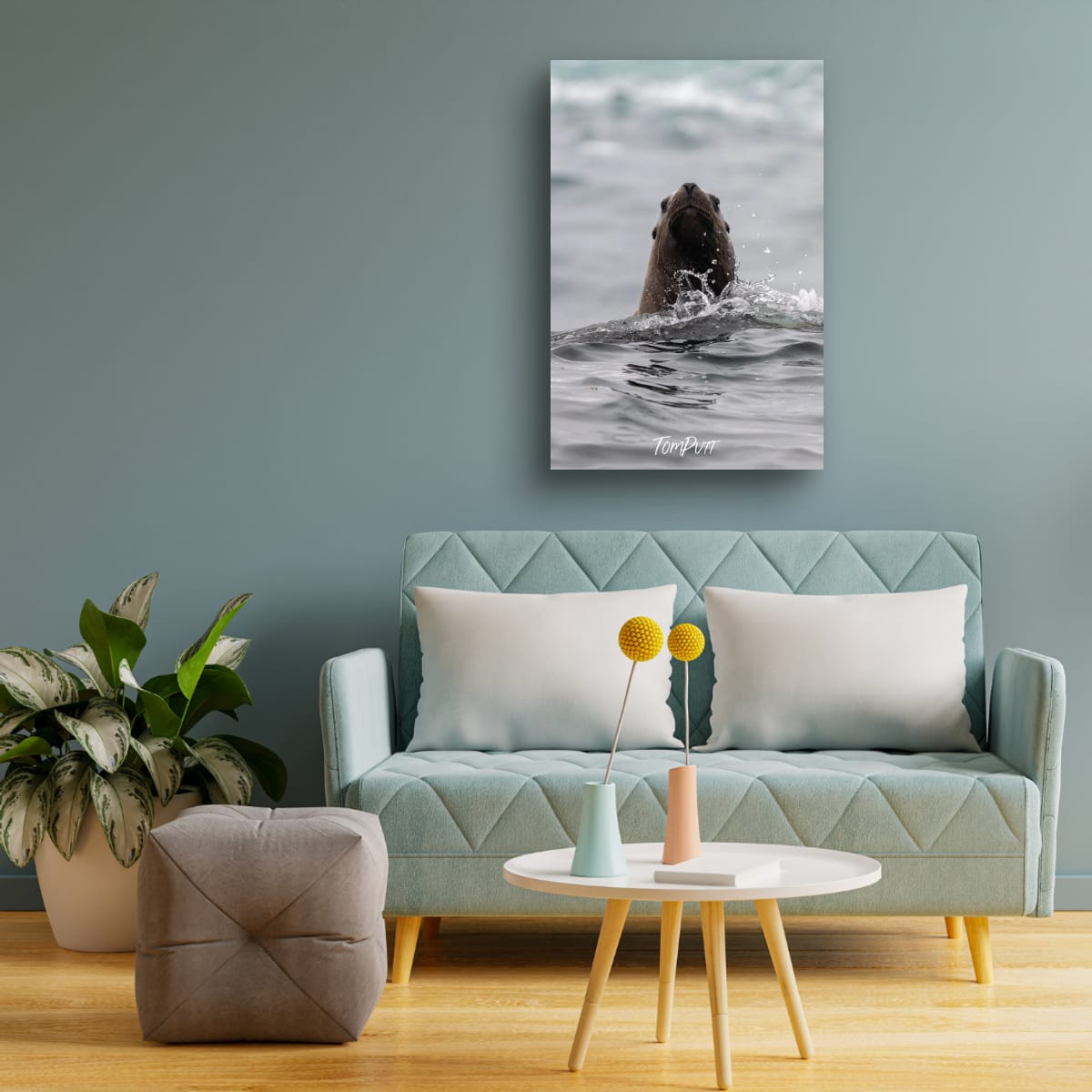 Curious Rising: Sea Lion