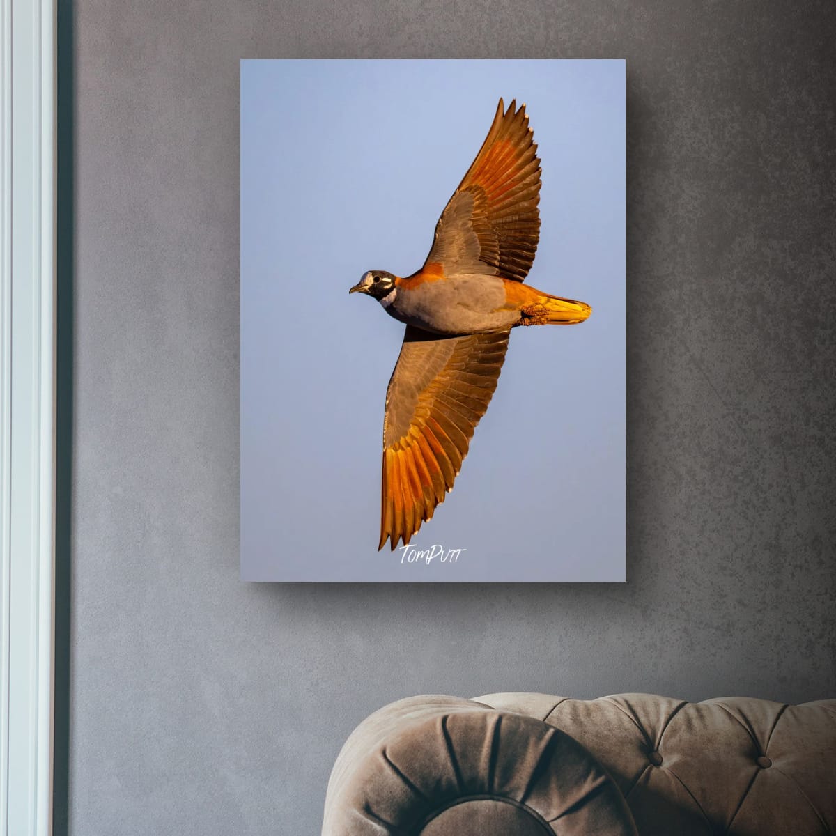 Flock Bronzewing at Dusk