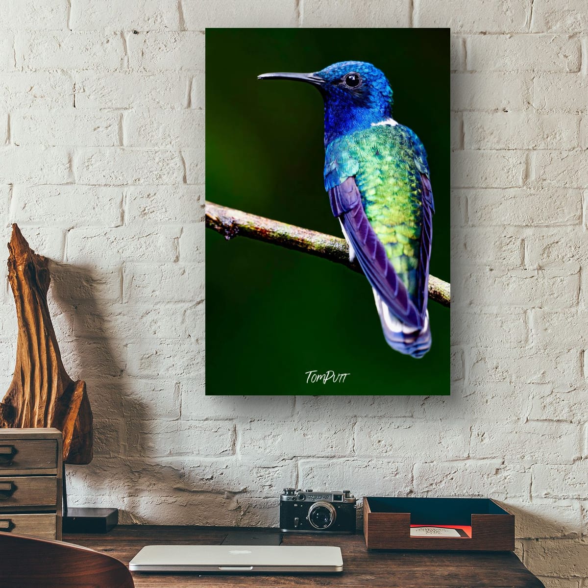 White-necked Jacobin #2, Costa Rica