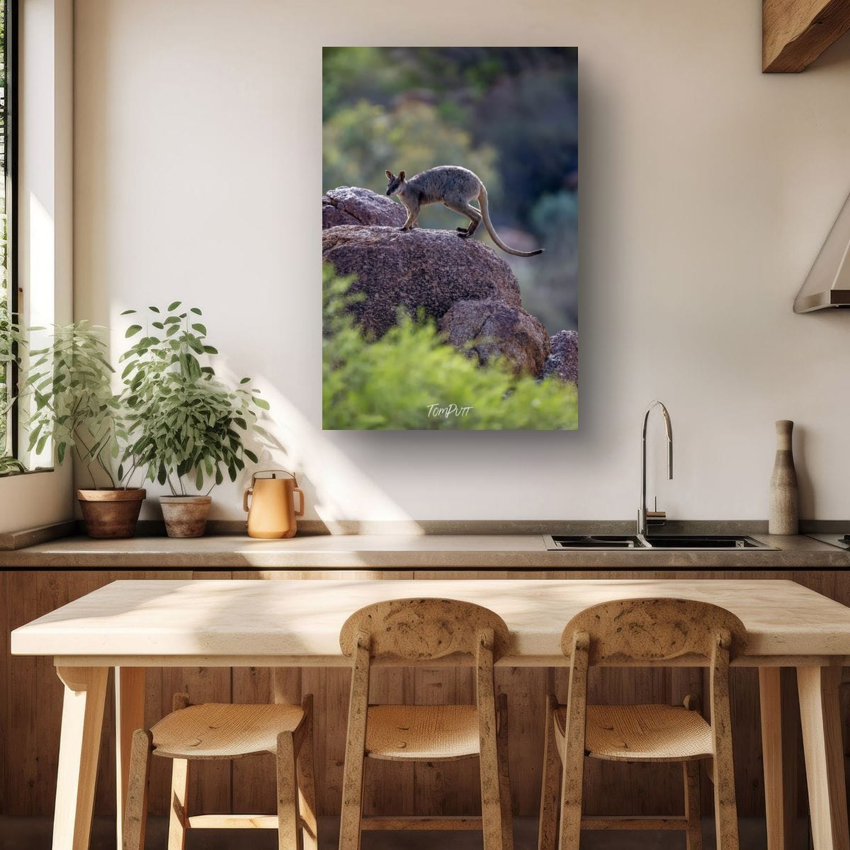 Hopping. Purple-Necked Rock Wallaby