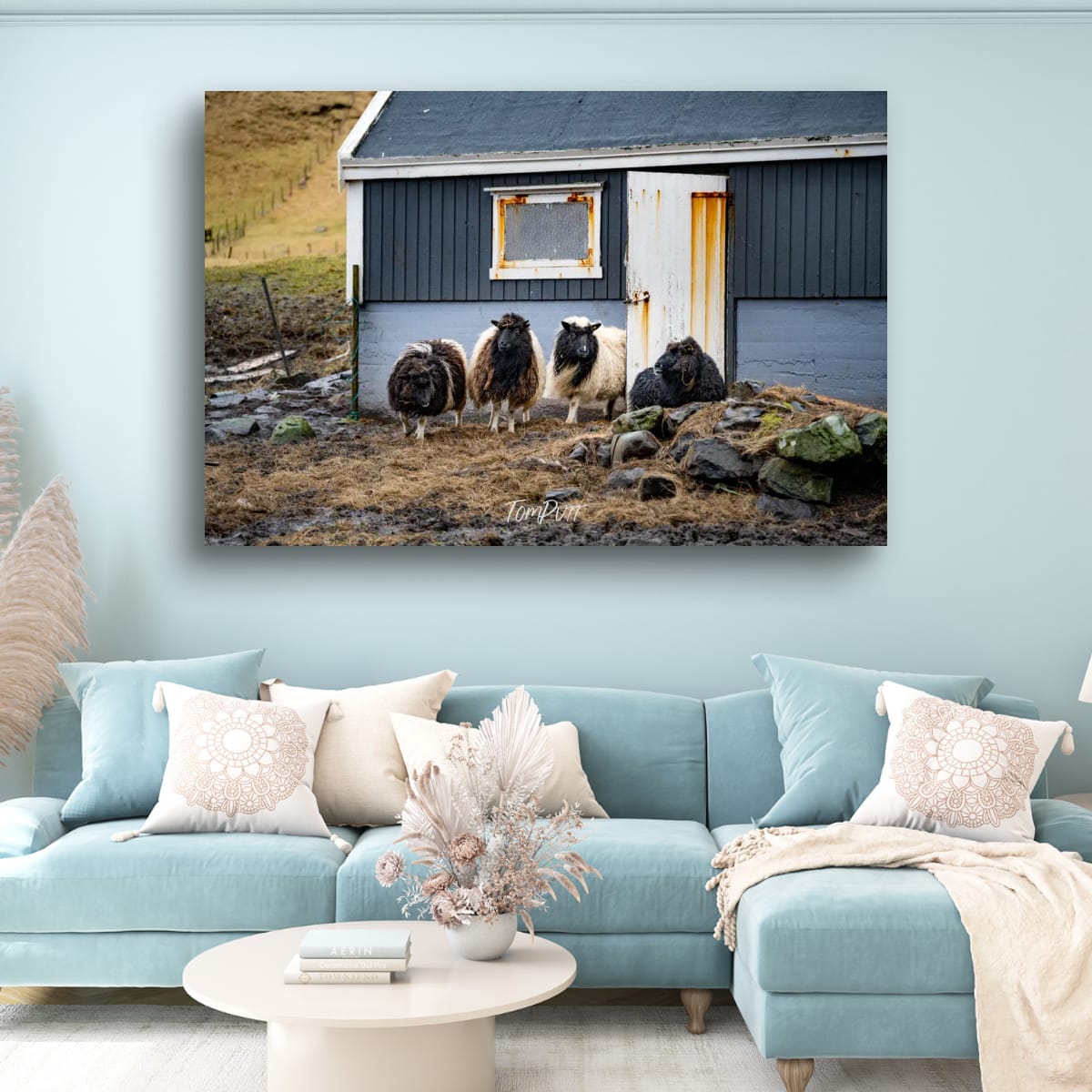 Faroe Island Flock