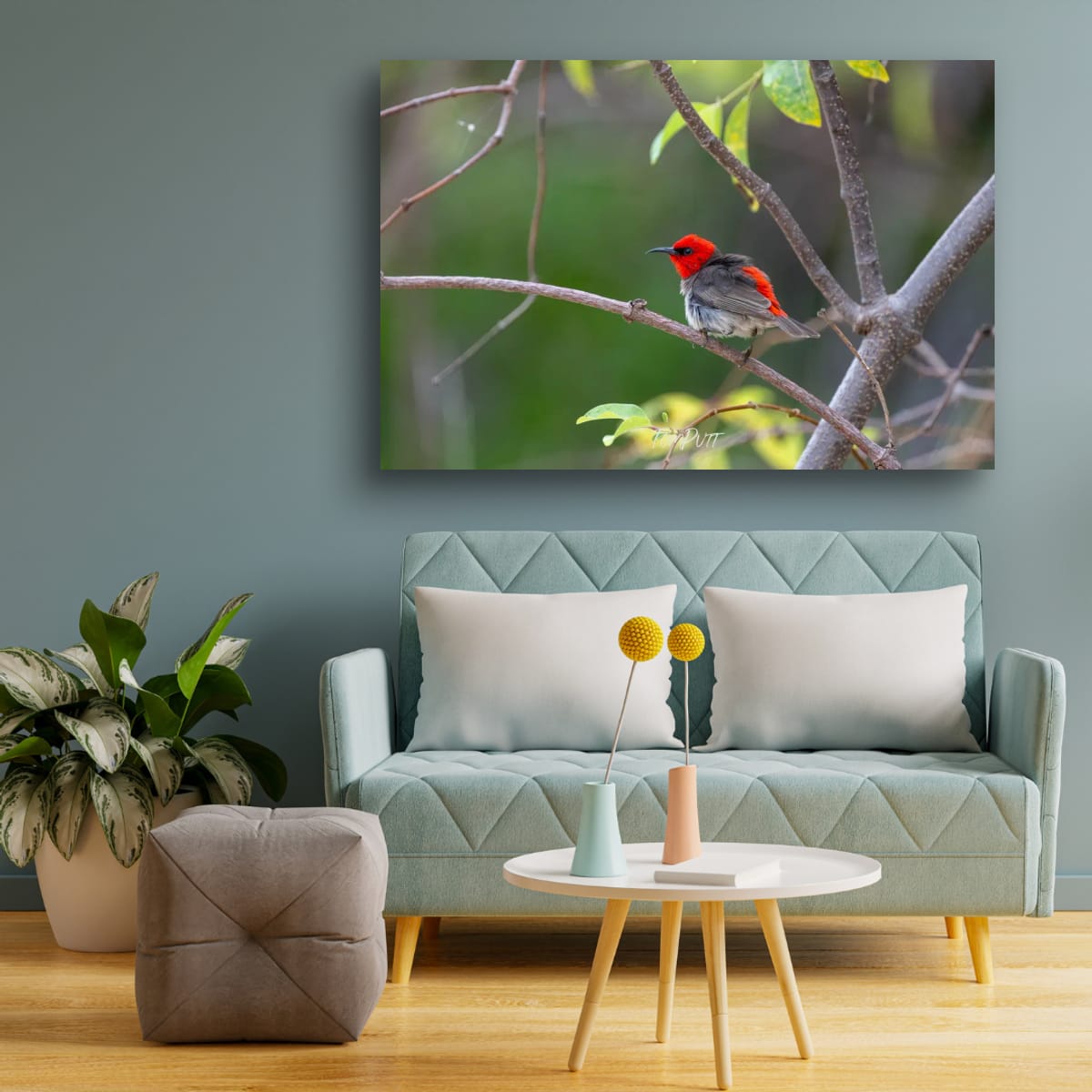 Windblown. Red-Headed Honeyeater