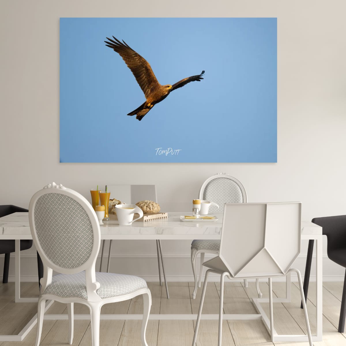 Black Kite Soaring