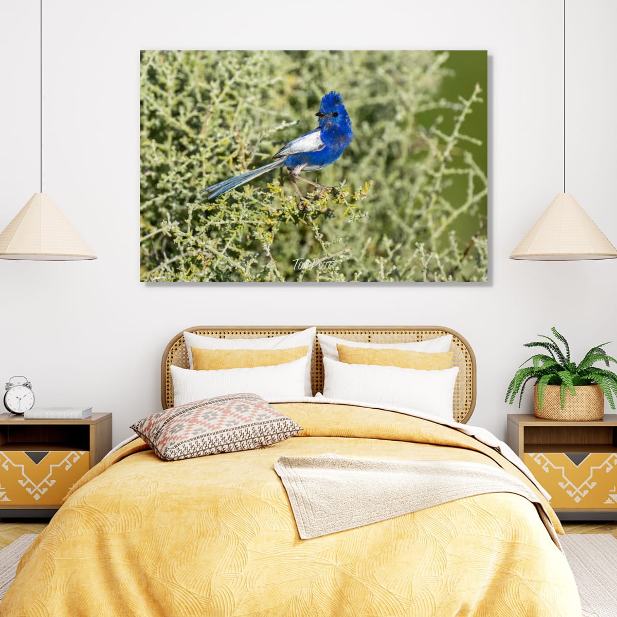 Regal Blue. White-Winged Fairy Wren