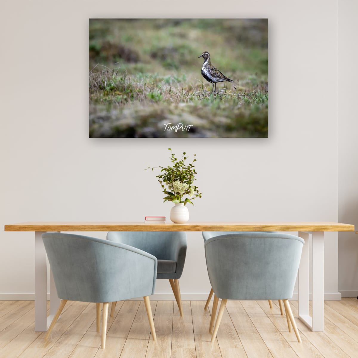 Quiet Sentinel. Golden Plover