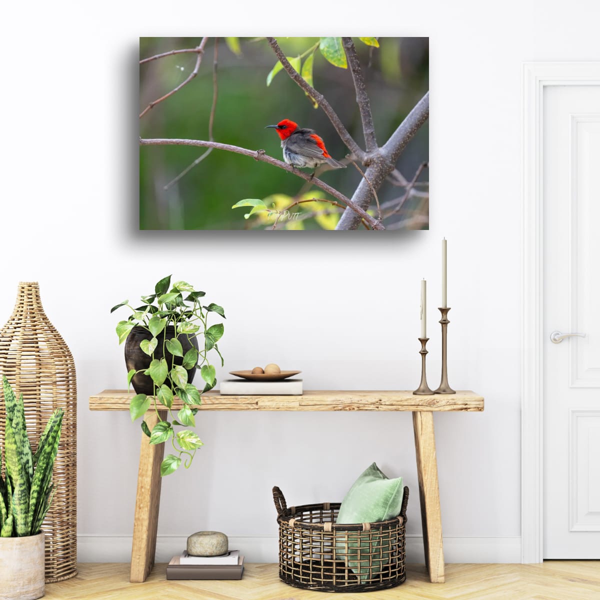 Windblown. Red-Headed Honeyeater