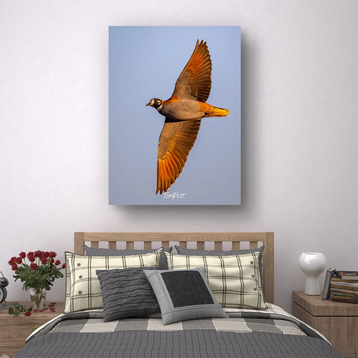 Flock Bronzewing at Dusk