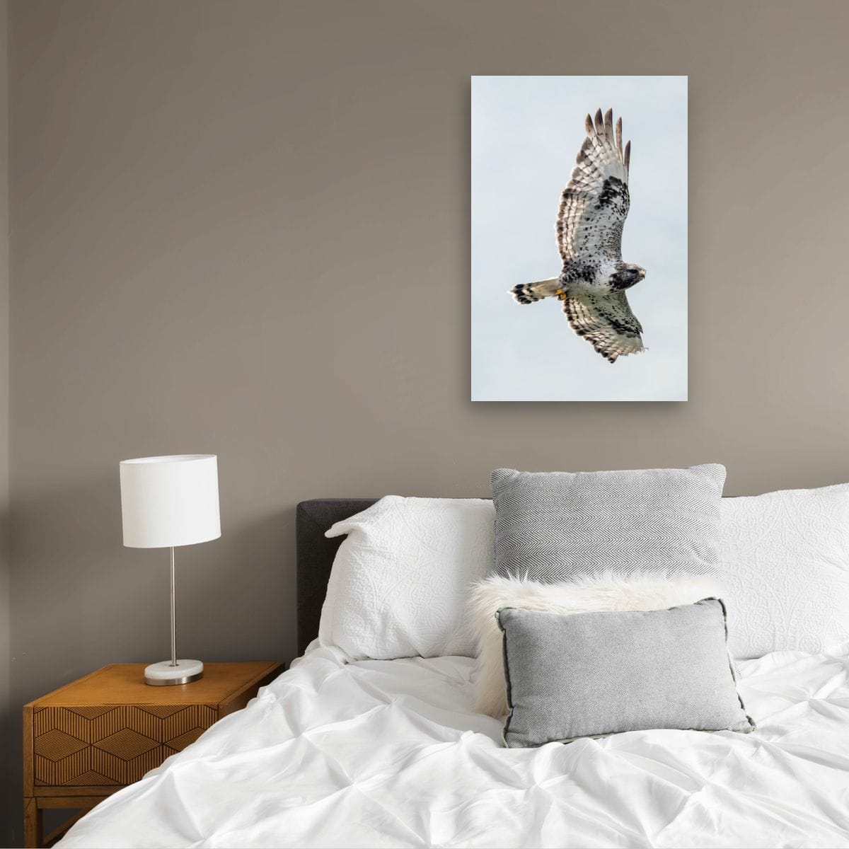 Steady Gaze. Rough-Legged Hawk