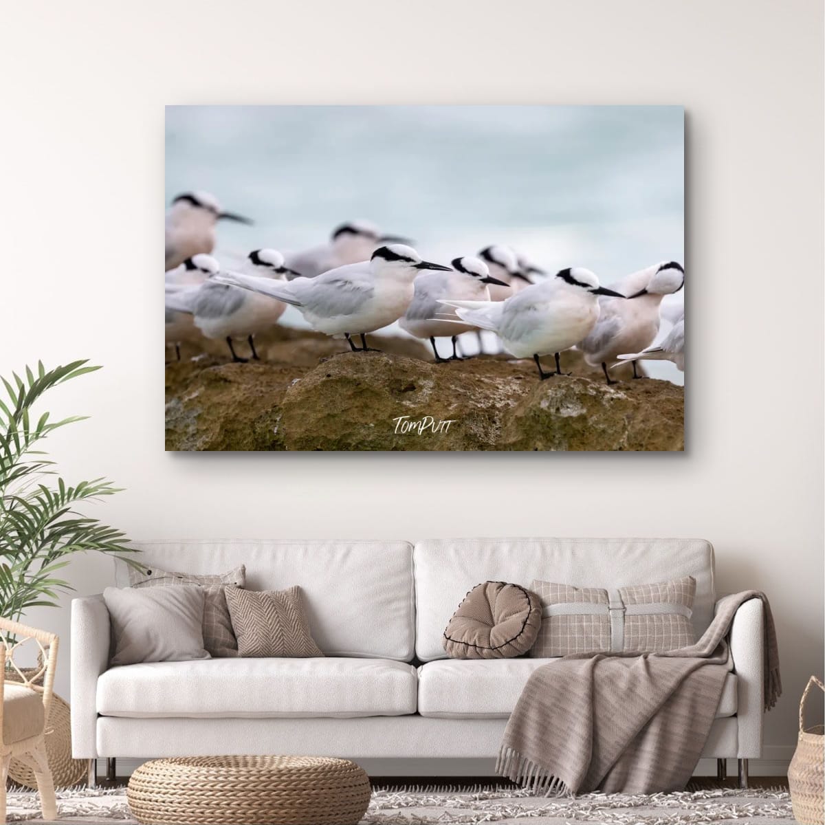 Heron Island Gathering: Black-Napped Terns