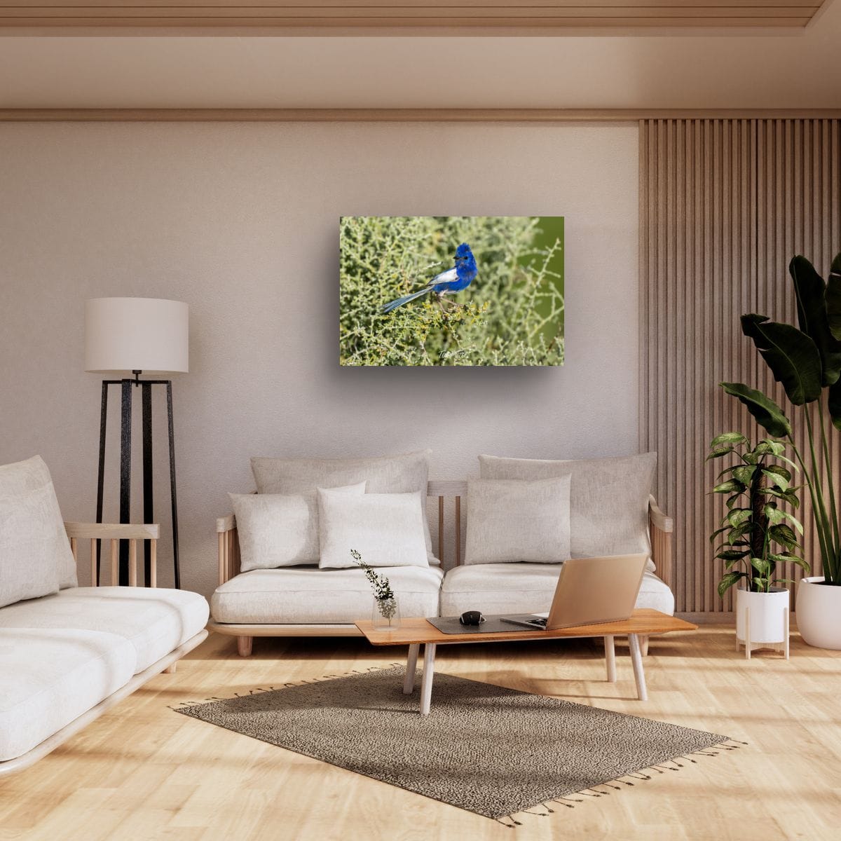 Regal Blue. White-Winged Fairy Wren