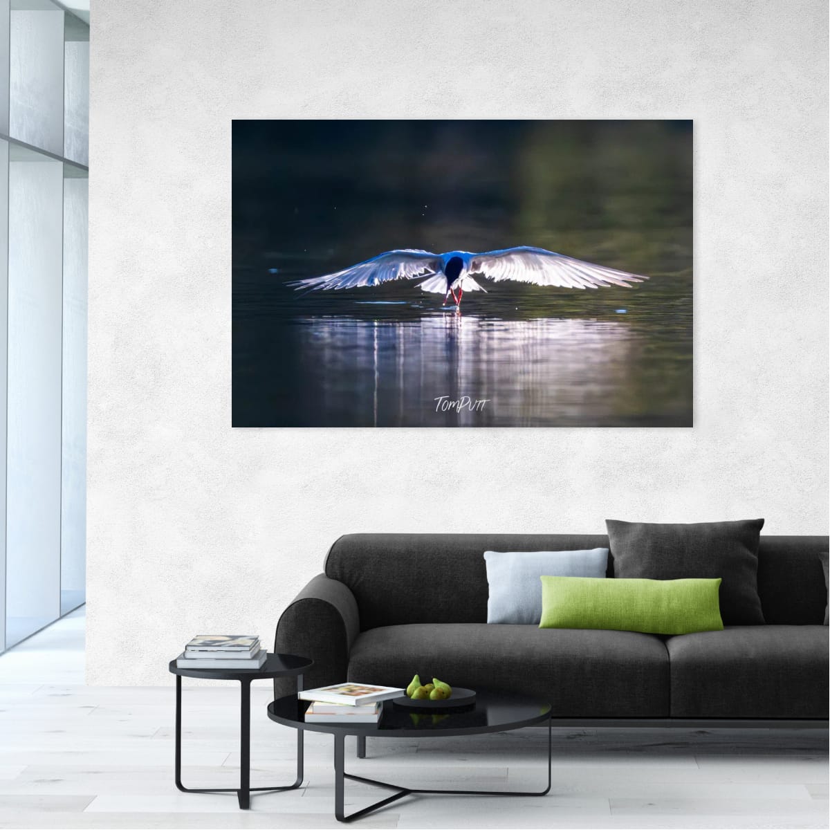 Wings on the Water. Whiskered Tern