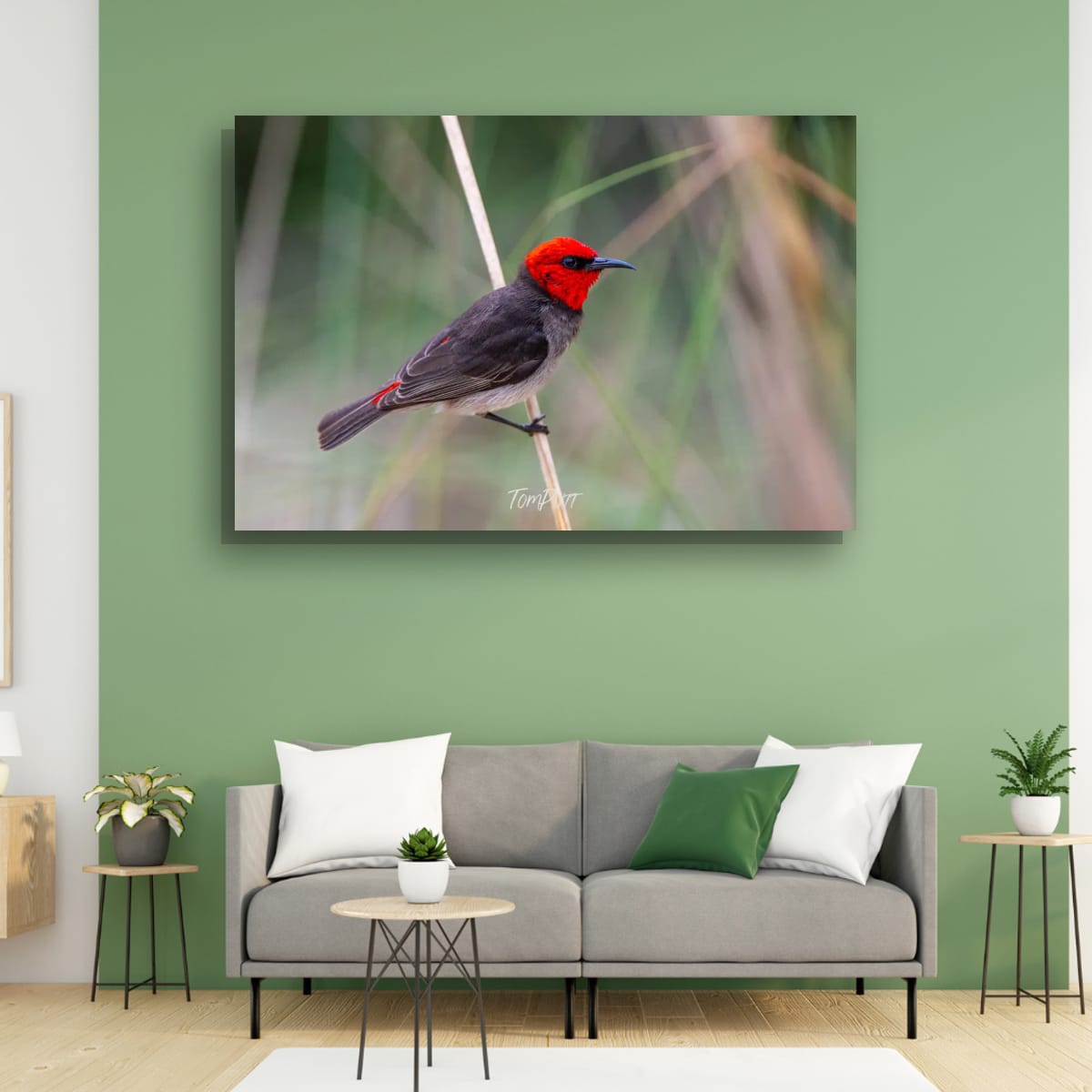 Tightrope Walker. Red-Headed Honeyeater